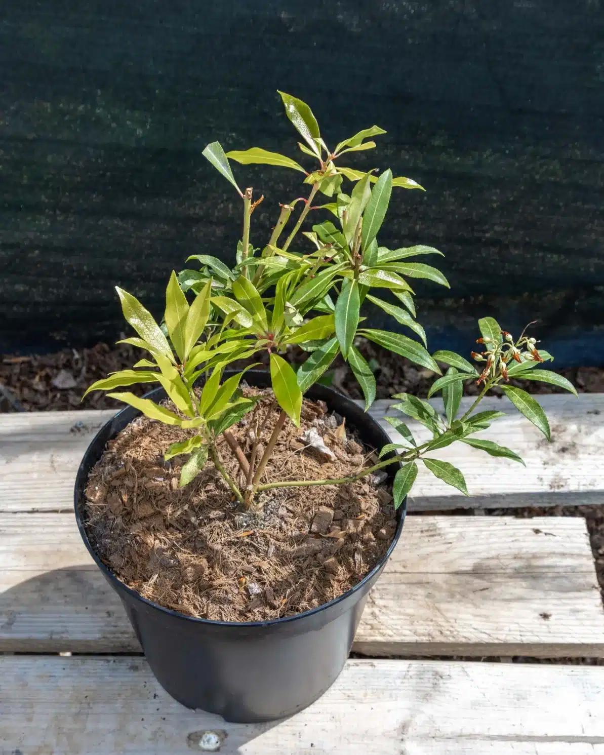 Pieris japonica 'Forest Flame' en pot 5L, Persistant japonisant au jeune feuillage rouge éclatant