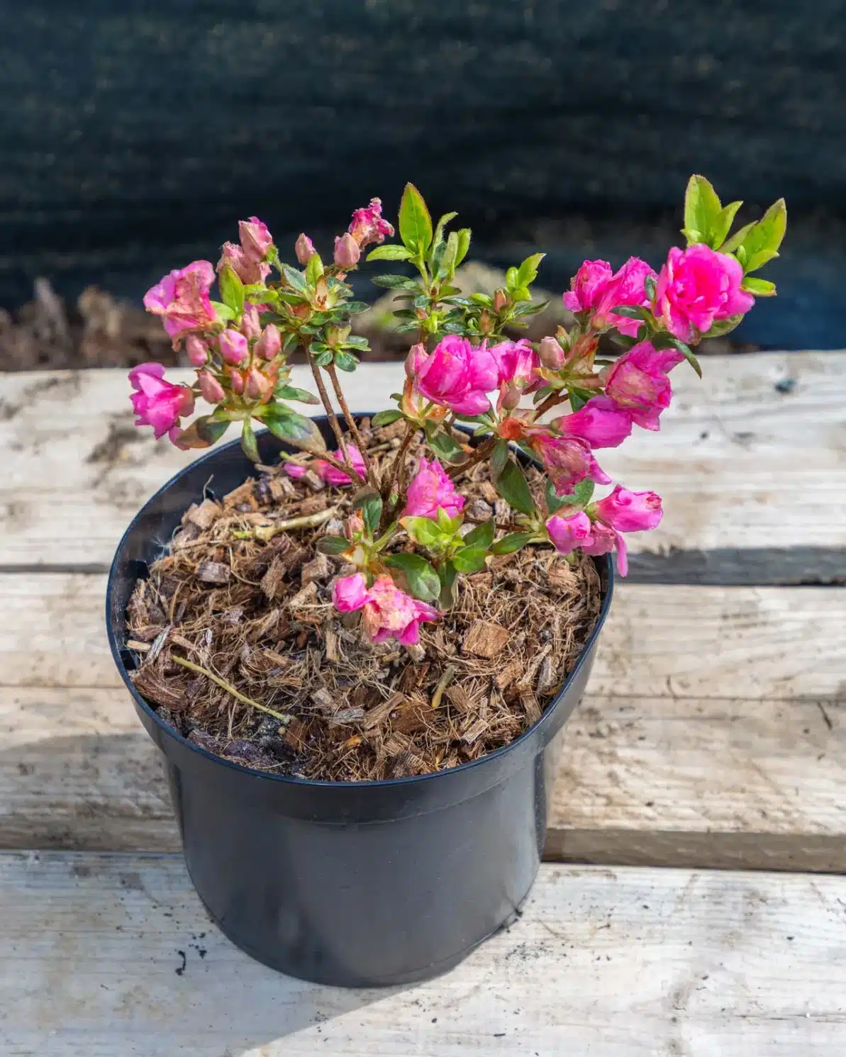Azalea japonica en pot 3L, Floraison généreuse idéale en massif japonais