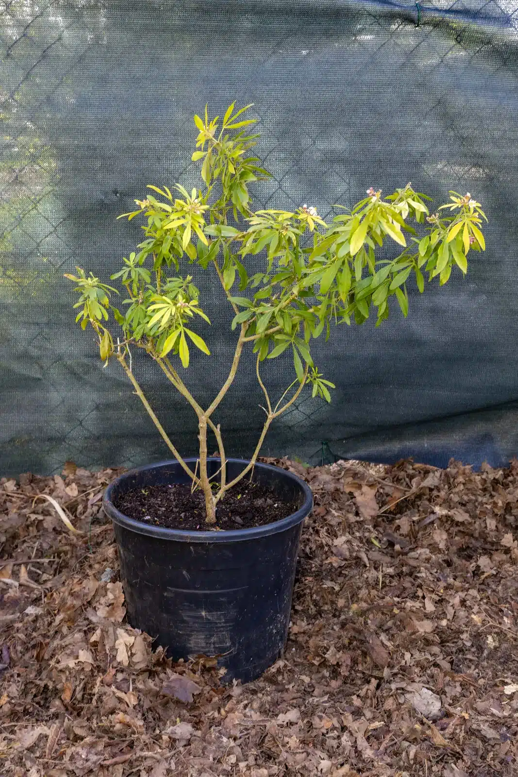 Choisya ternata, plante seconde vie - Persistant et parfumé, l'oranger du Mexique apporte élégance et légèreté