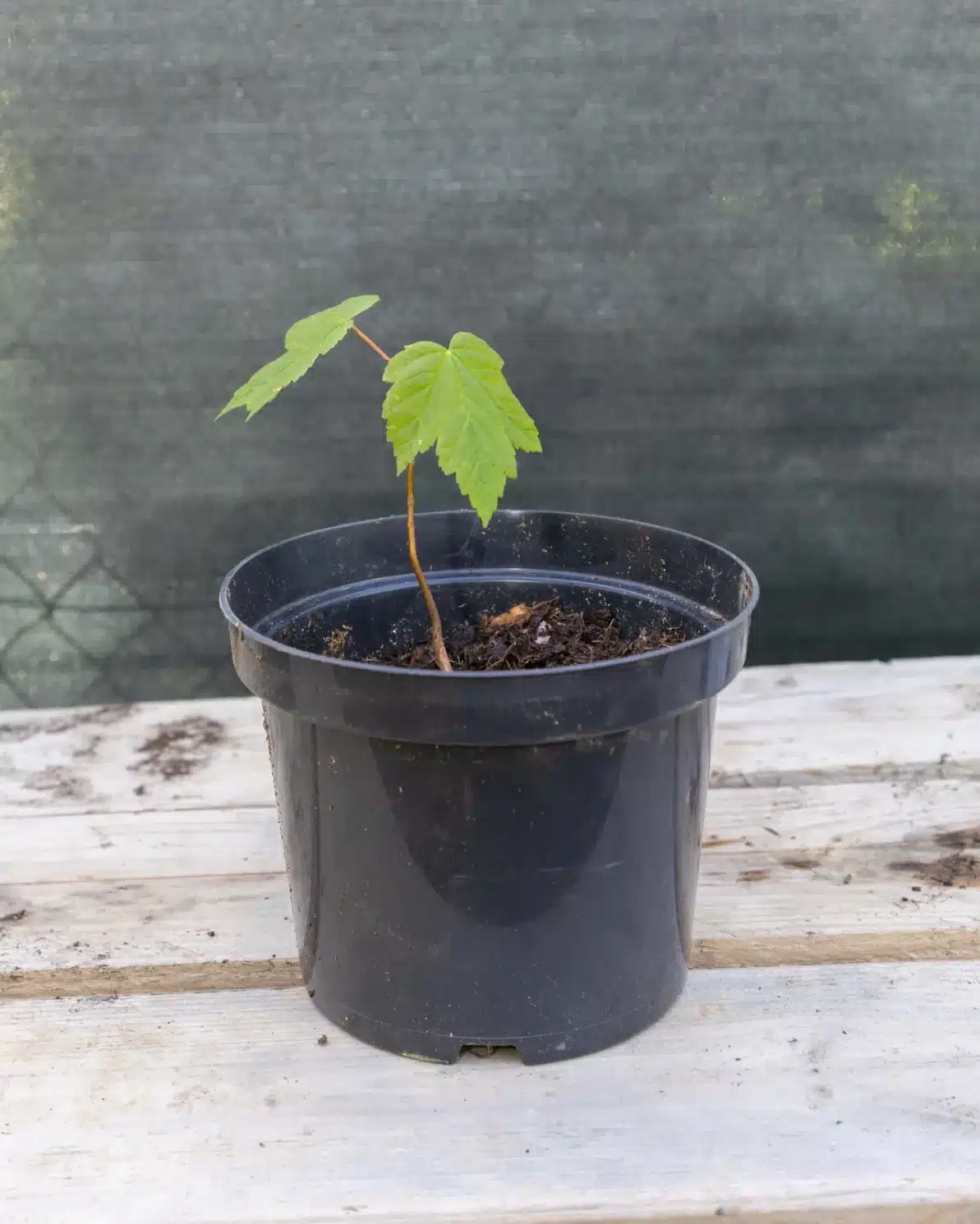 Acer sp. jeune plant 1, plante seconde vie - Élégant et graphique, cet érable apporte une touche japonaise raffinée