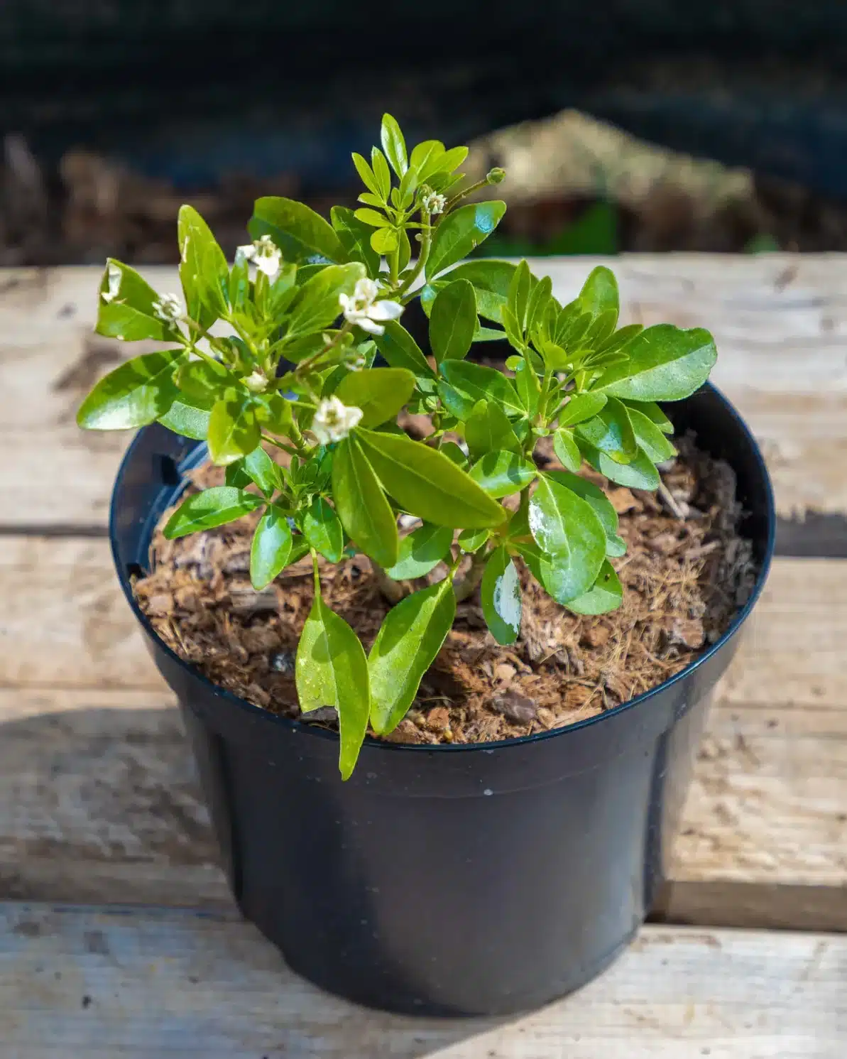 Choisya ternata en pot 3L, Persistant parfumé facile d’entretien