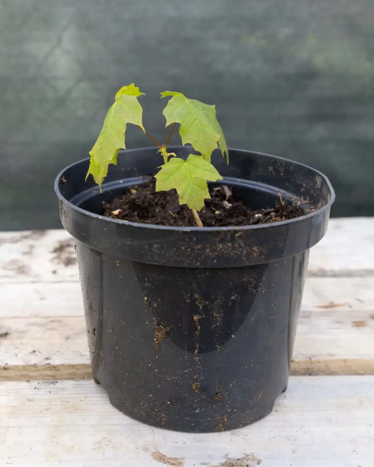 Acer sp. jeune plant 2, plante seconde vie - Élégant et graphique, cet érable apporte une touche japonaise raffinée