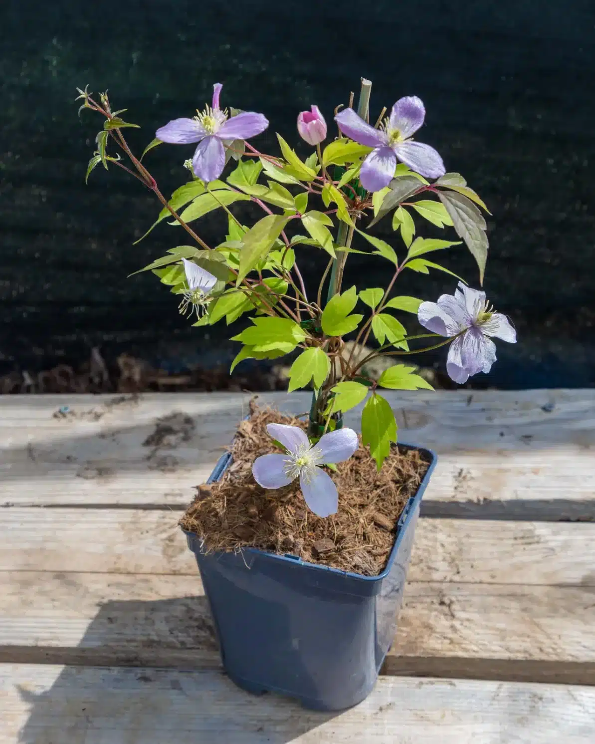 Clematis montana 'Rubens' en pot 3L, Grimpante vigoureuse à floraison spectaculaire
