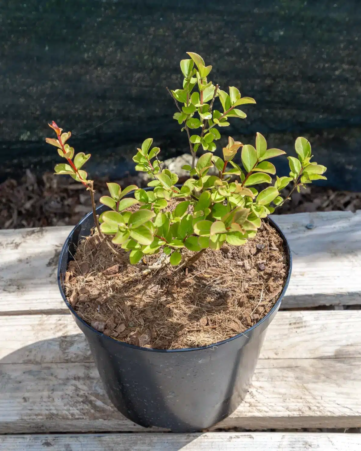 Lagerstroemia indica en pot 3L, Floraison estivale abondante et colorée