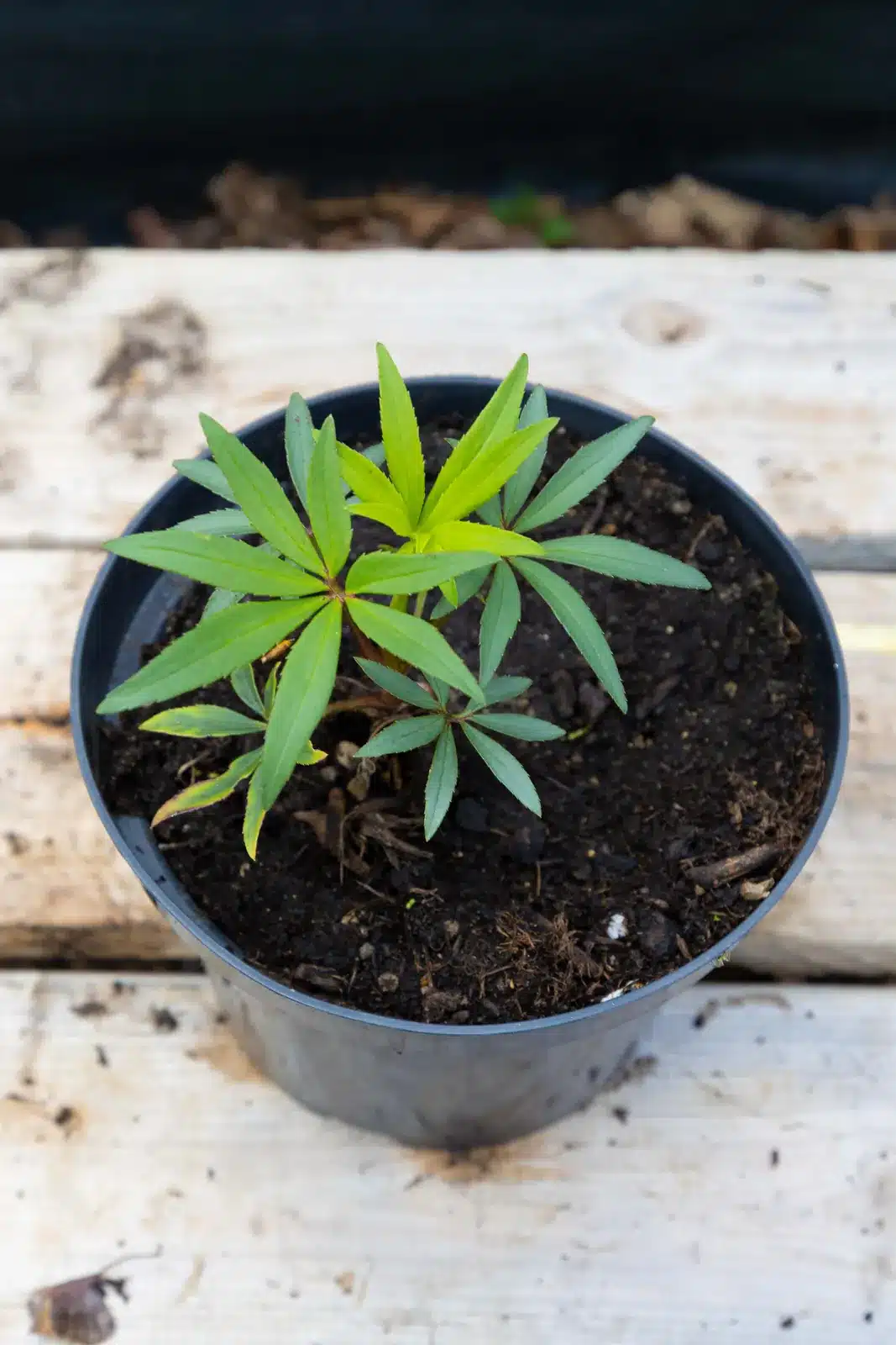 Lupin, plante seconde vie - Vivace spectaculaire aux grands épis floraux colorés, parfaite pour donner du relief au jardin
