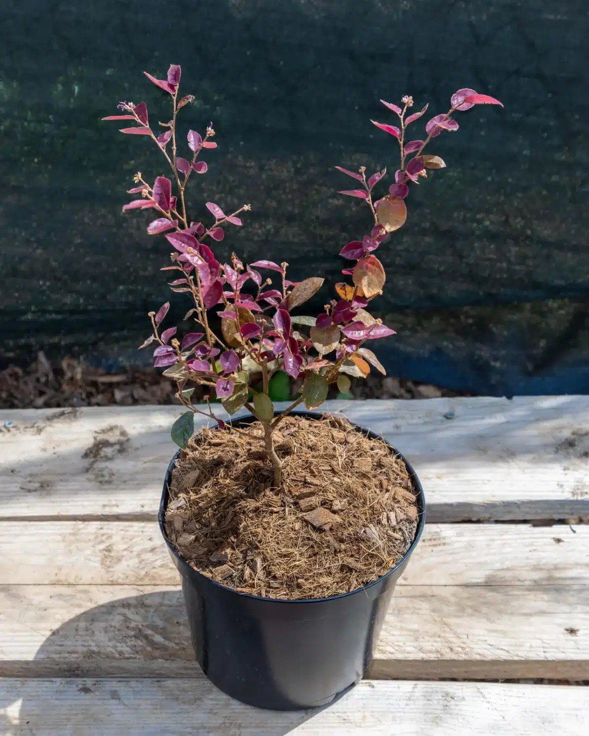 Loropetalum chinense en pot 3L, Feuillage pourpre très graphique