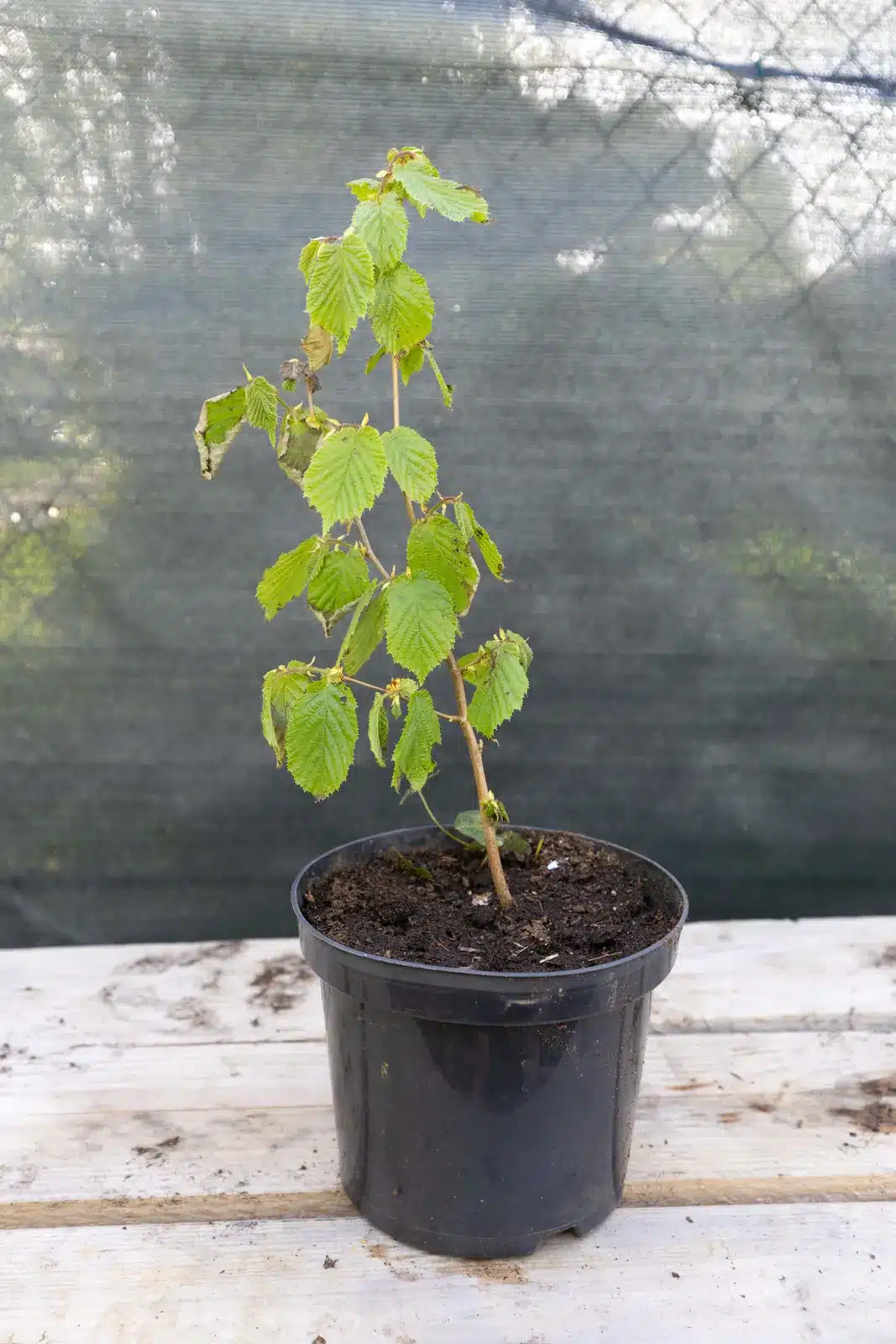 Noisetier (Corylus avellana), plante seconde vie remise en culture par Passi Jardin