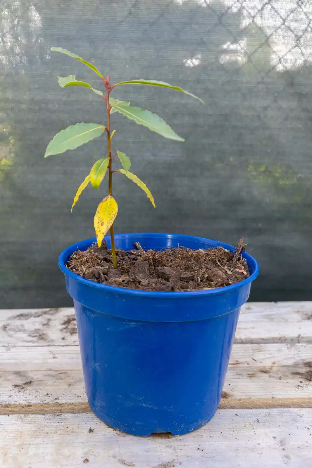 Laurier sauce jeune, plante seconde vie remise en culture par Passi Jardin