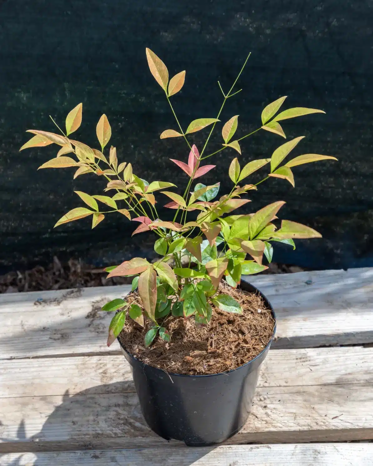Nandina domestica en pot 3L, Feuillage évolutif rouge et vert toute l’année