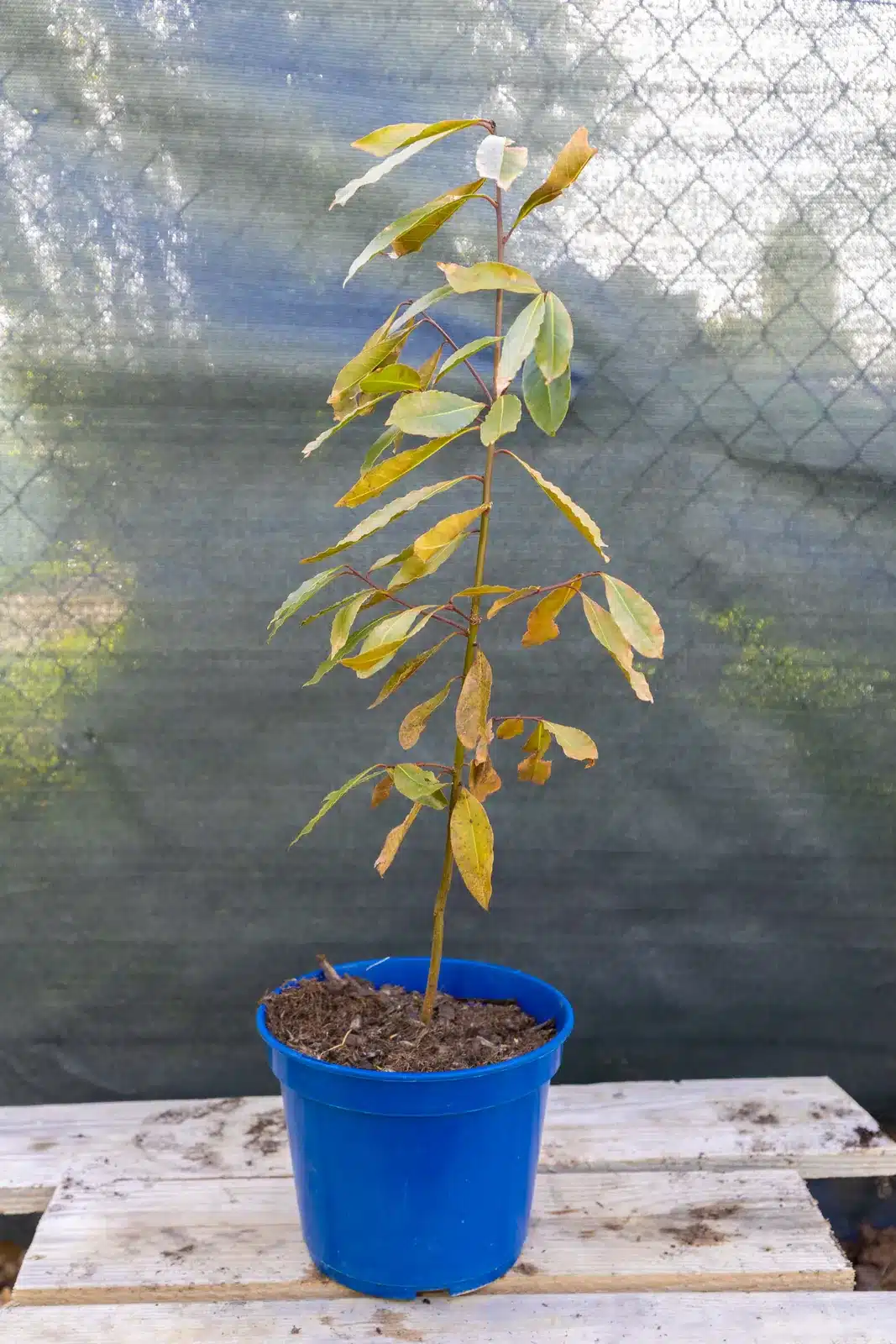 Laurier sauce grand sujet, plante seconde vie remise en culture par Passi Jardin