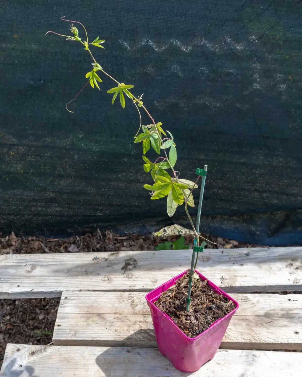 Passiflora 'Snow Queen' en pot 3L, Grimpante exotique à fleurs spectaculaires