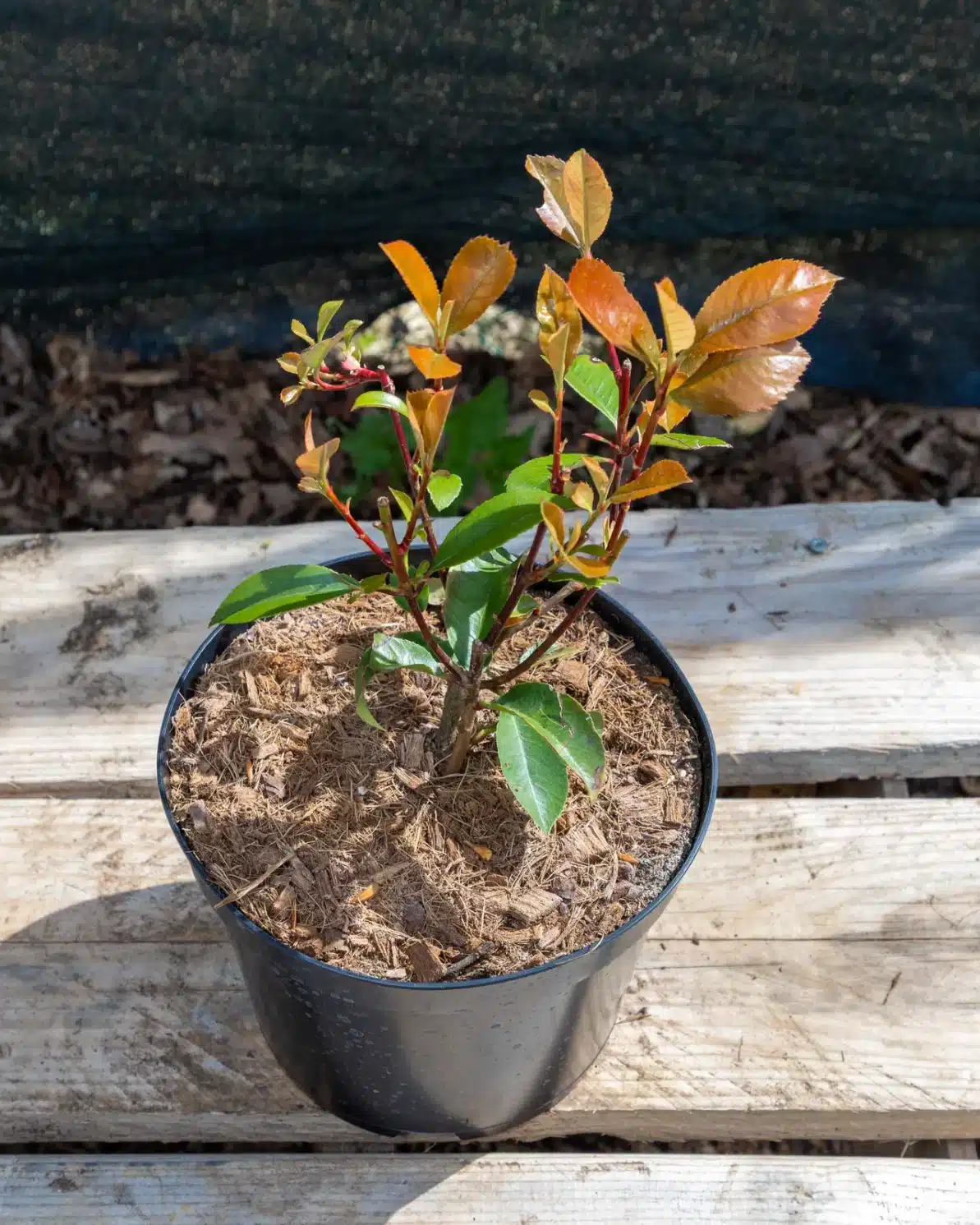 Photinia 'Red Robin' en pot 3L, Persistant aux jeunes pousses rouges