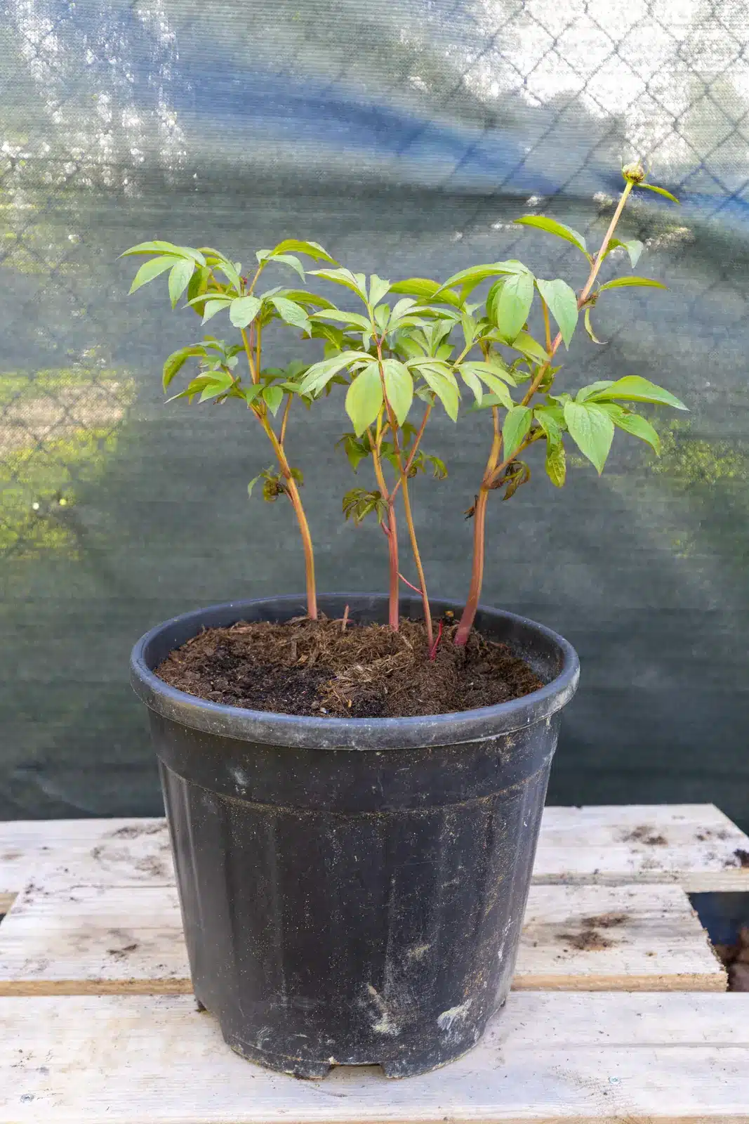 Pivoines, plante seconde vie remise en culture par Passi Jardin