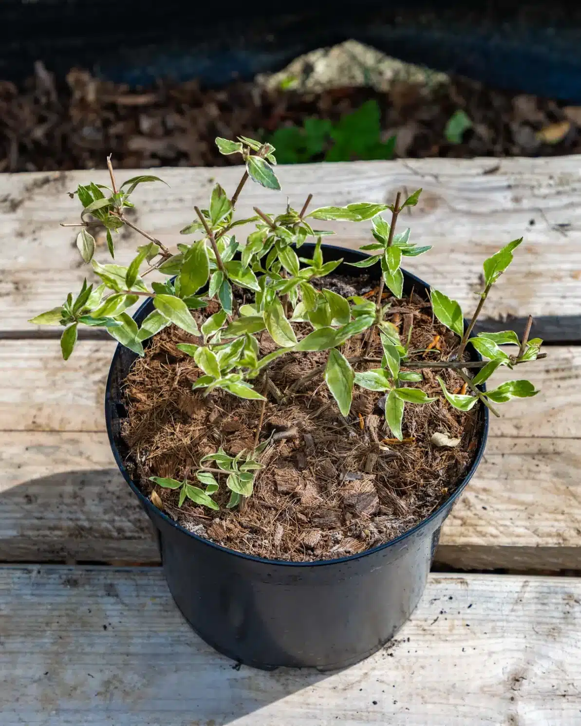 Abelia grandiflora en pot 3L, Arbuste compact à longue floraison