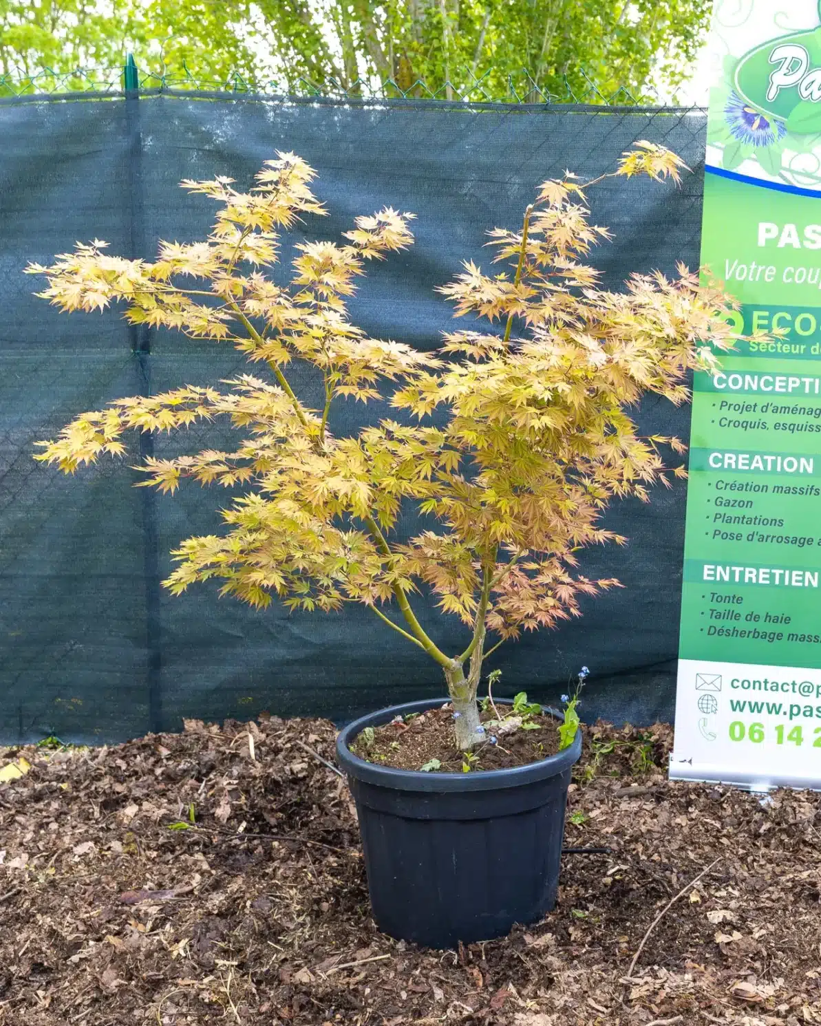 Érable du Japon cuivré, plante seconde vie - touche japonaise raffinée au jardin