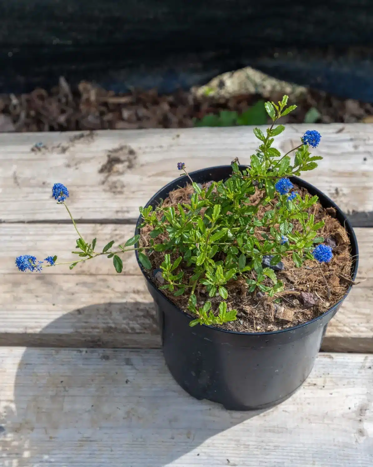 Ceanothus 'Italian Skies' en pot 3L, Magnifique floraison bleue méditerranéenne