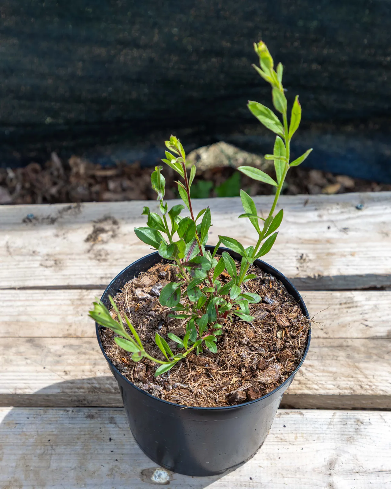 Gaura lindheimeri en pot 3L, Vivace légère et aérienne tout l’été