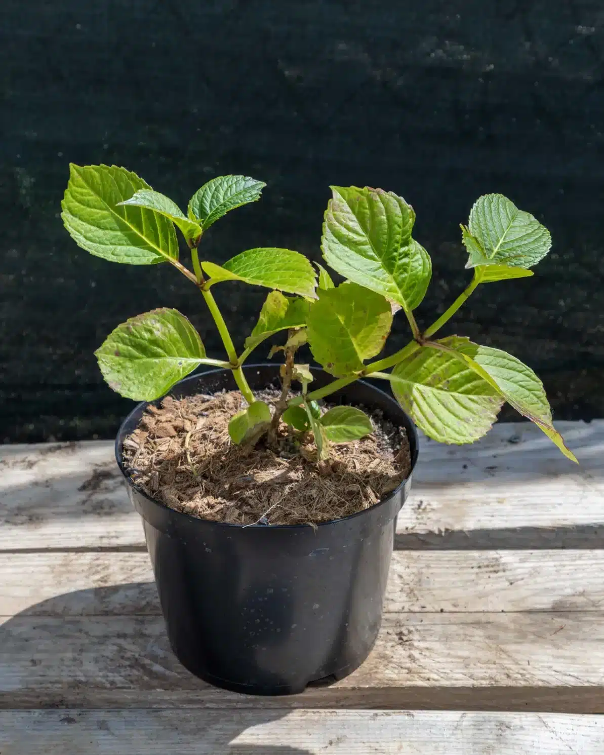 Hydrangea 'Red Baron' en pot 3L, Grandes fleurs colorées très décoratives