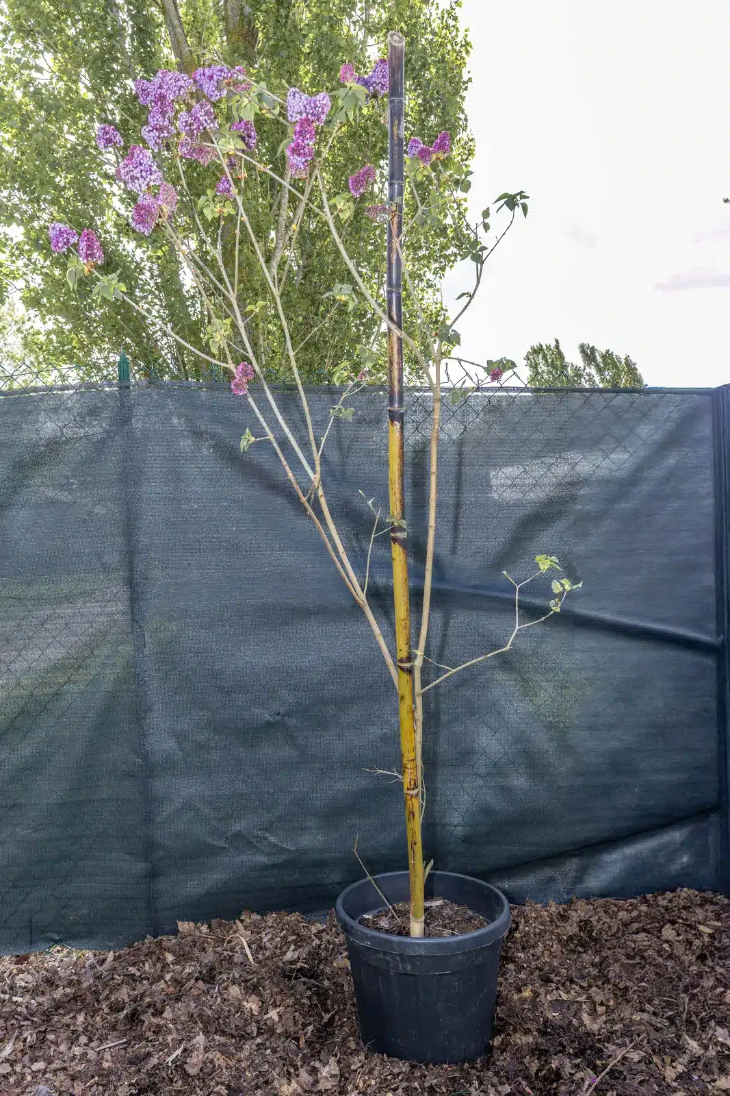 Lilas des Indes (Lagerstroemia), plante seconde vie remise en culture par Passi Jardin