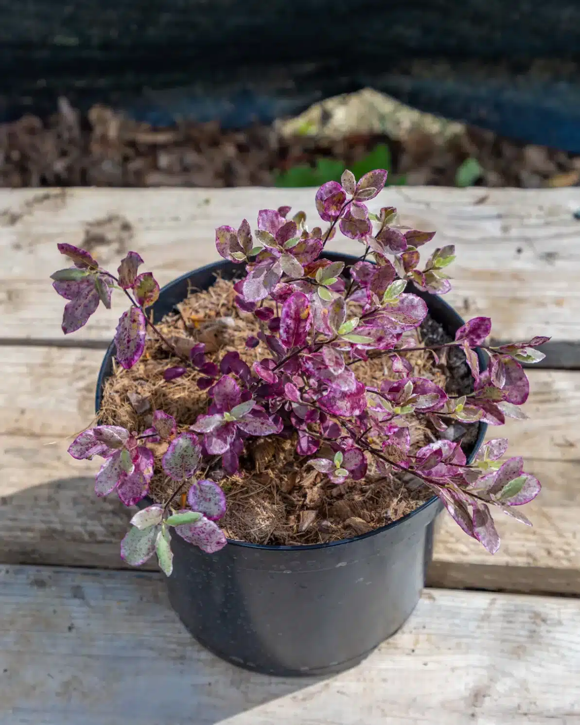 Pittosporum tenuifolium en pot 5L, Persistant compact au style contemporain