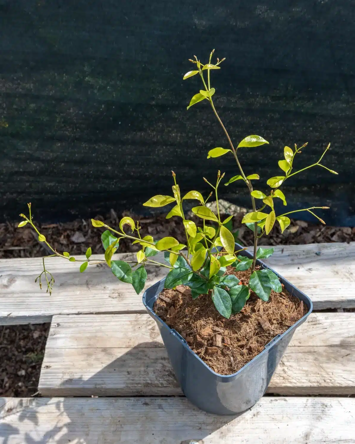 Trachelospermum en pot 3L, Grimpante persistante élégante et parfumée