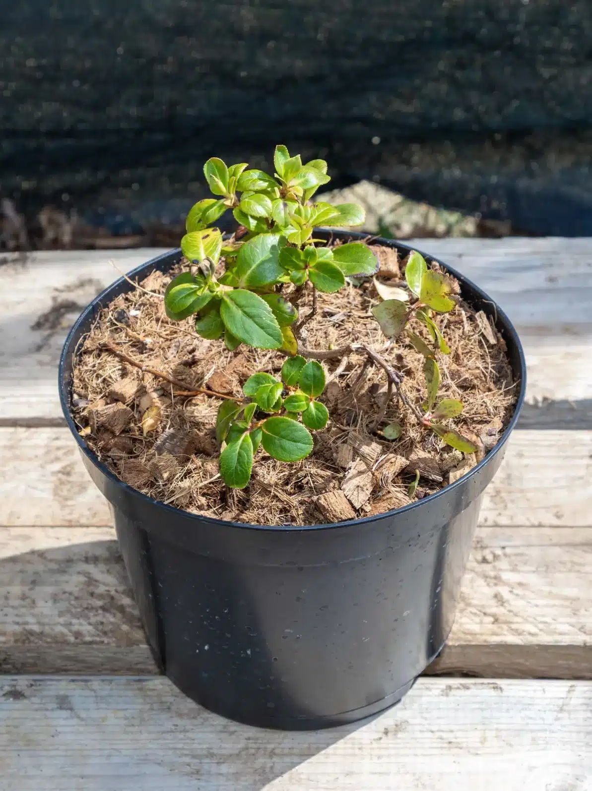 Escallonia en pot 3L, Persistant florifère résistant au soleil