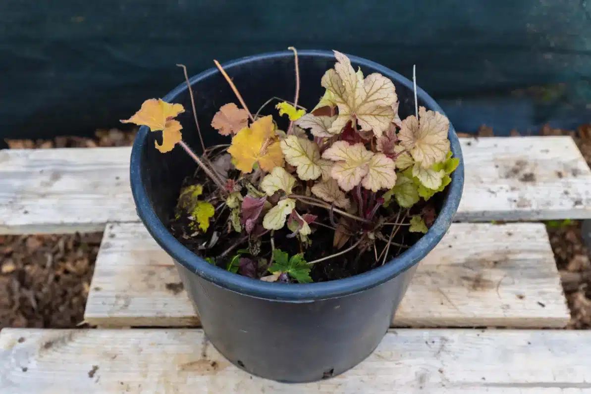 Heuchère, plante seconde vie - Vivace au feuillage coloré et décoratif