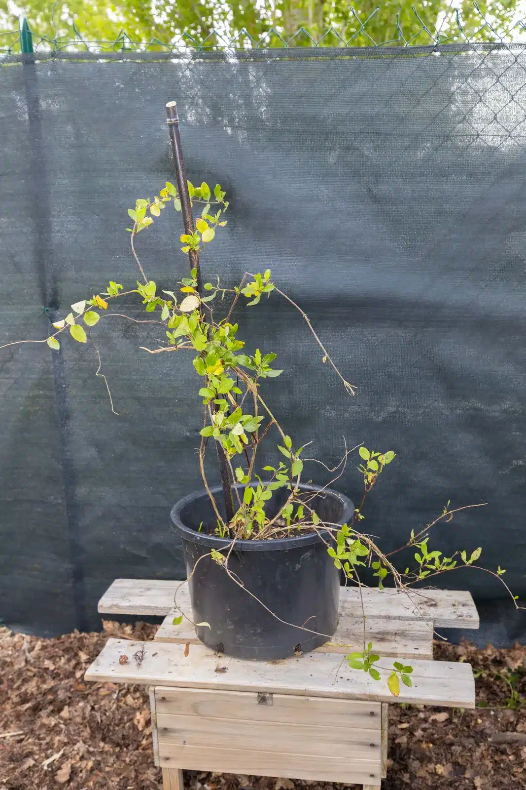 Chèvrefeuille grimpant, plante seconde vie remise en culture par Passi Jardin