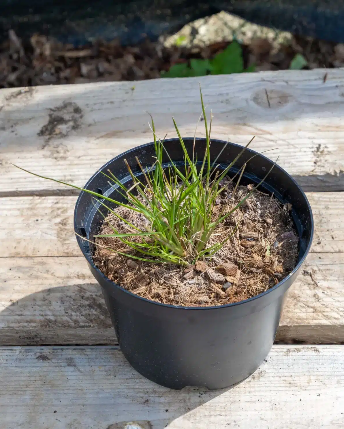 Festuca glauca en pot 2L, Graminée compacte idéale en massif graphique