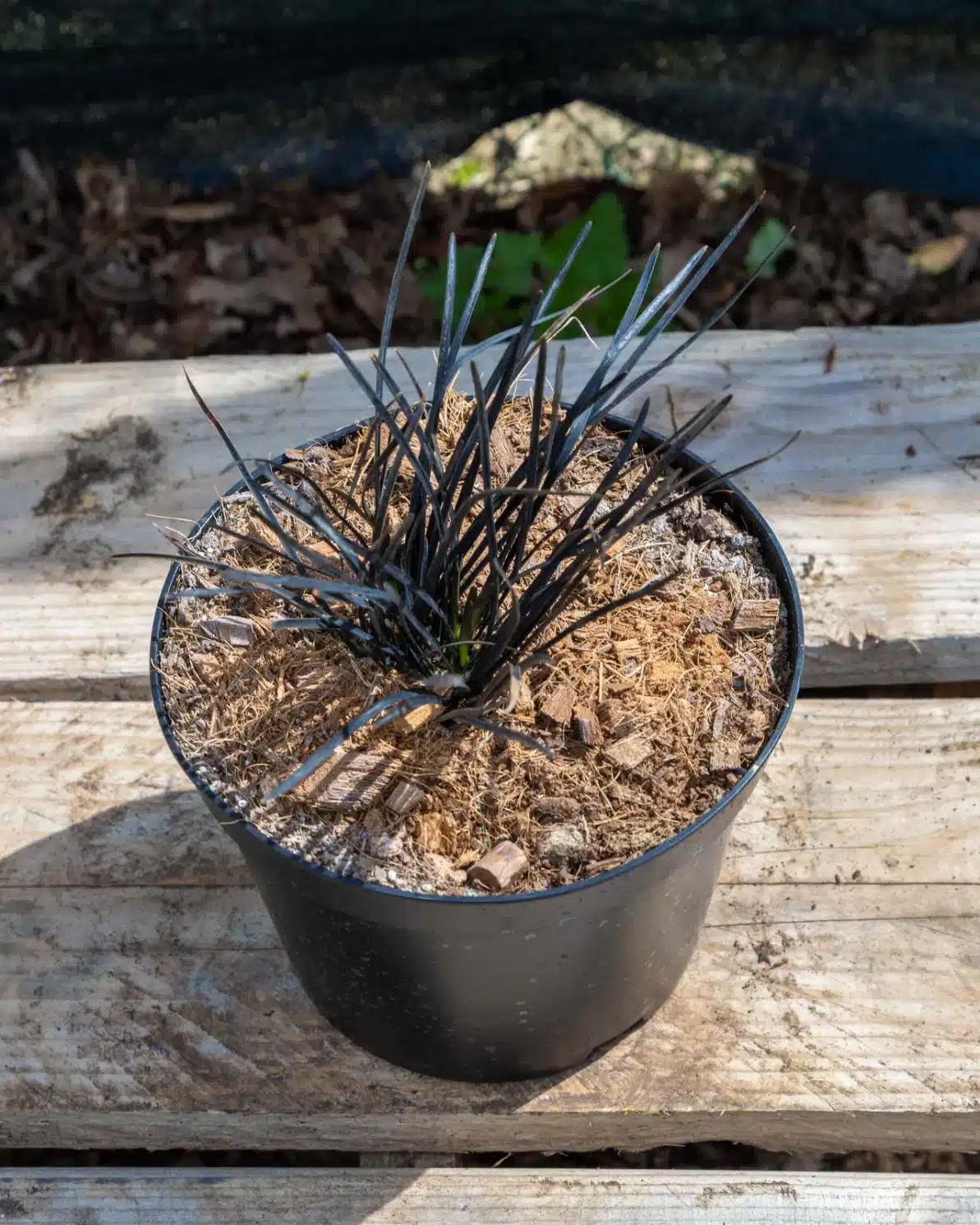 Ophiopogon en pot 2L, Touffe sombre élégante pour ambiance japonisante