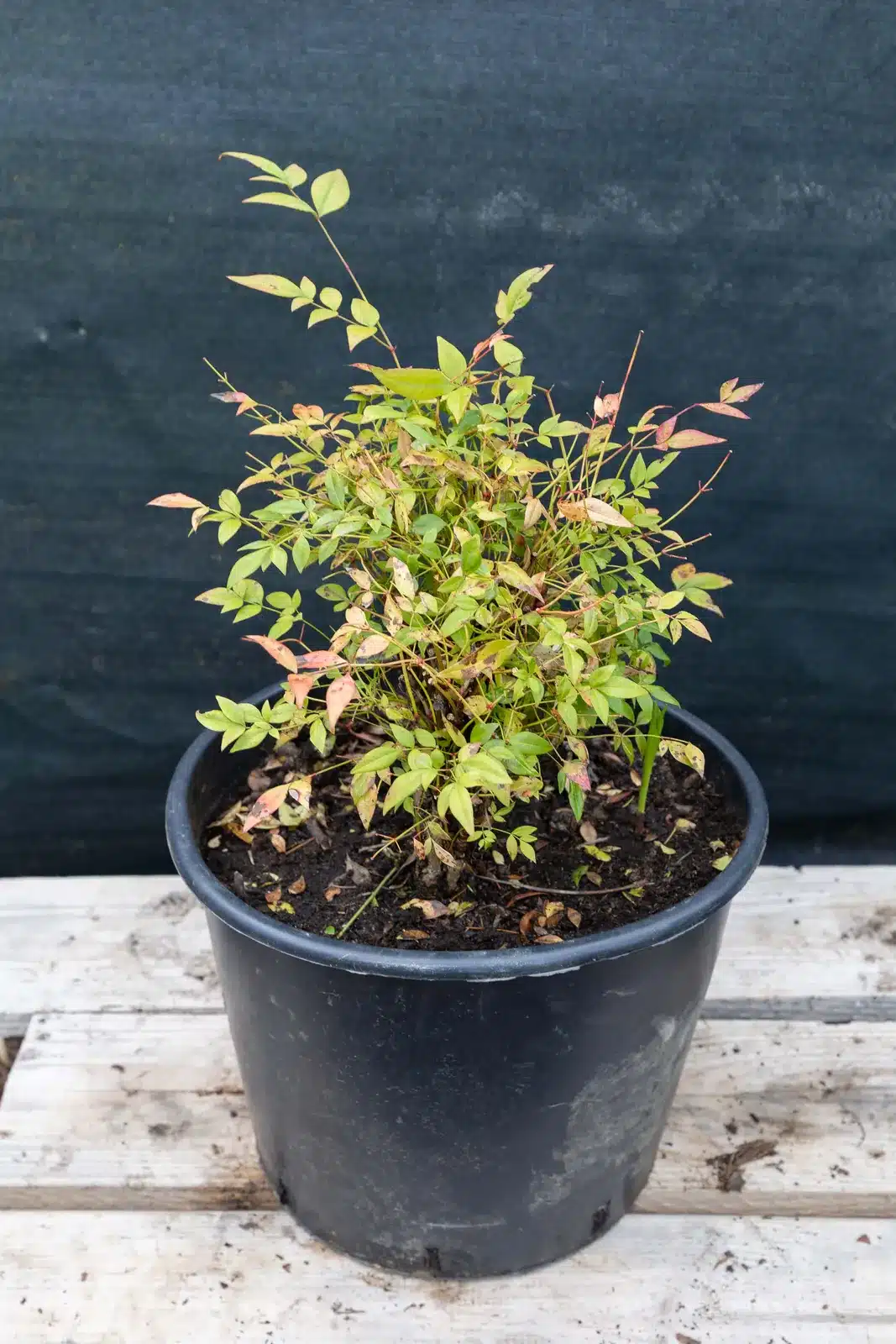 Nandina domestica, plante seconde vie remise en culture par Passi Jardin