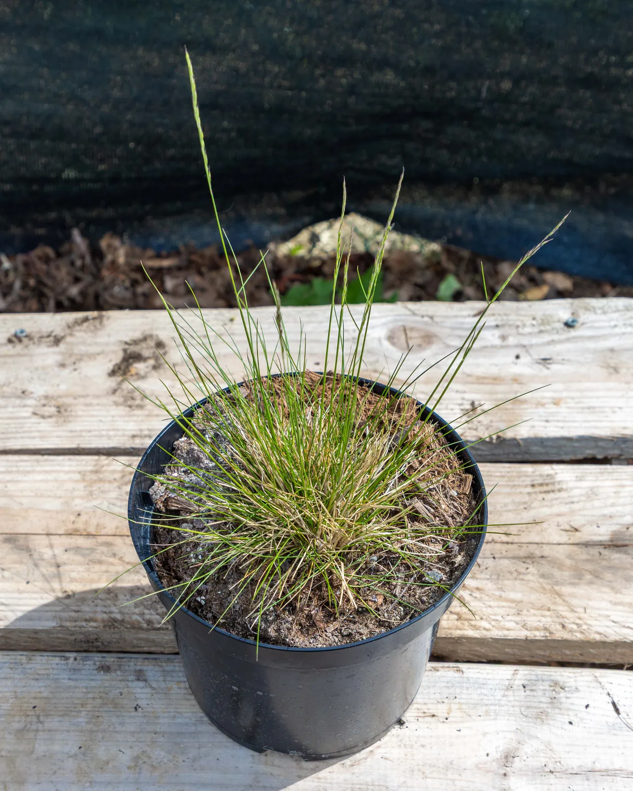 Pennisetum 'Little Bunny' en pot 2L, Petite graminée légère parfaite en bordure