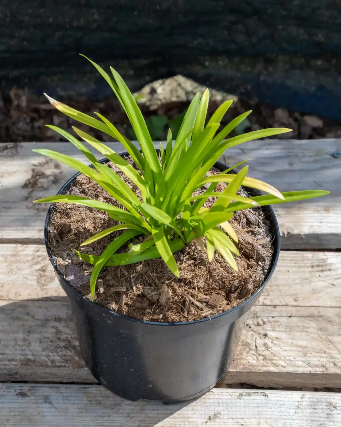Agapanthus 'Barley Blue' en pot 3L, Floraison estivale graphique