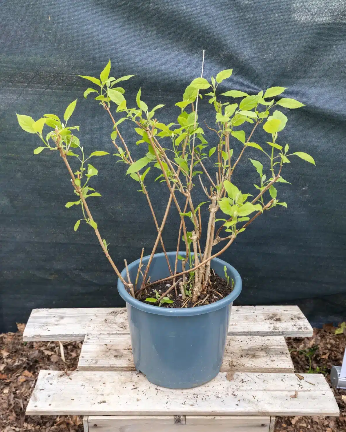 Deutzia, plante seconde vie Passi Jardin