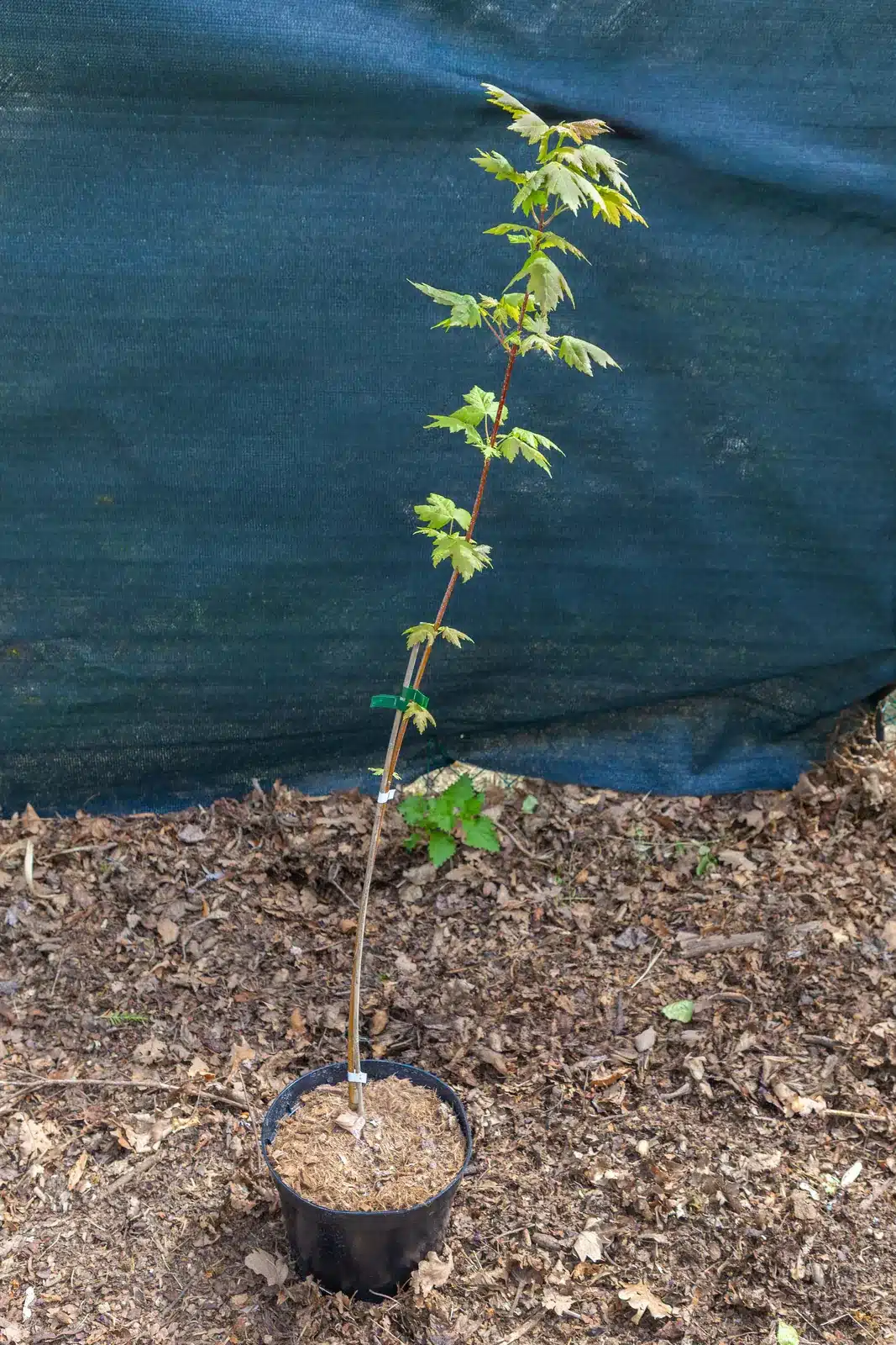 Acer rubrum 'Autumn Flame' en pot 7.5L, Couleurs automnales flamboyantes