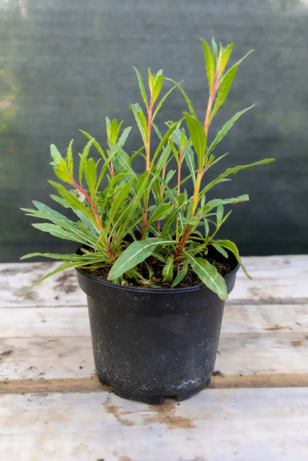 Gaura lindheimeri, plante seconde vie Passi Jardin