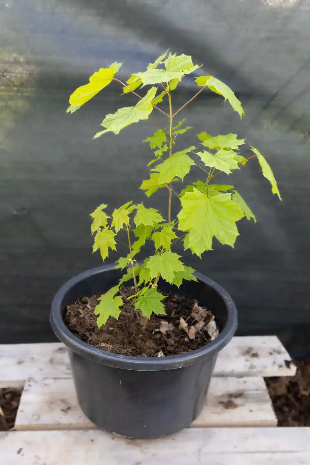 Copalme d'Amérique, plante seconde vie Passi Jardin
