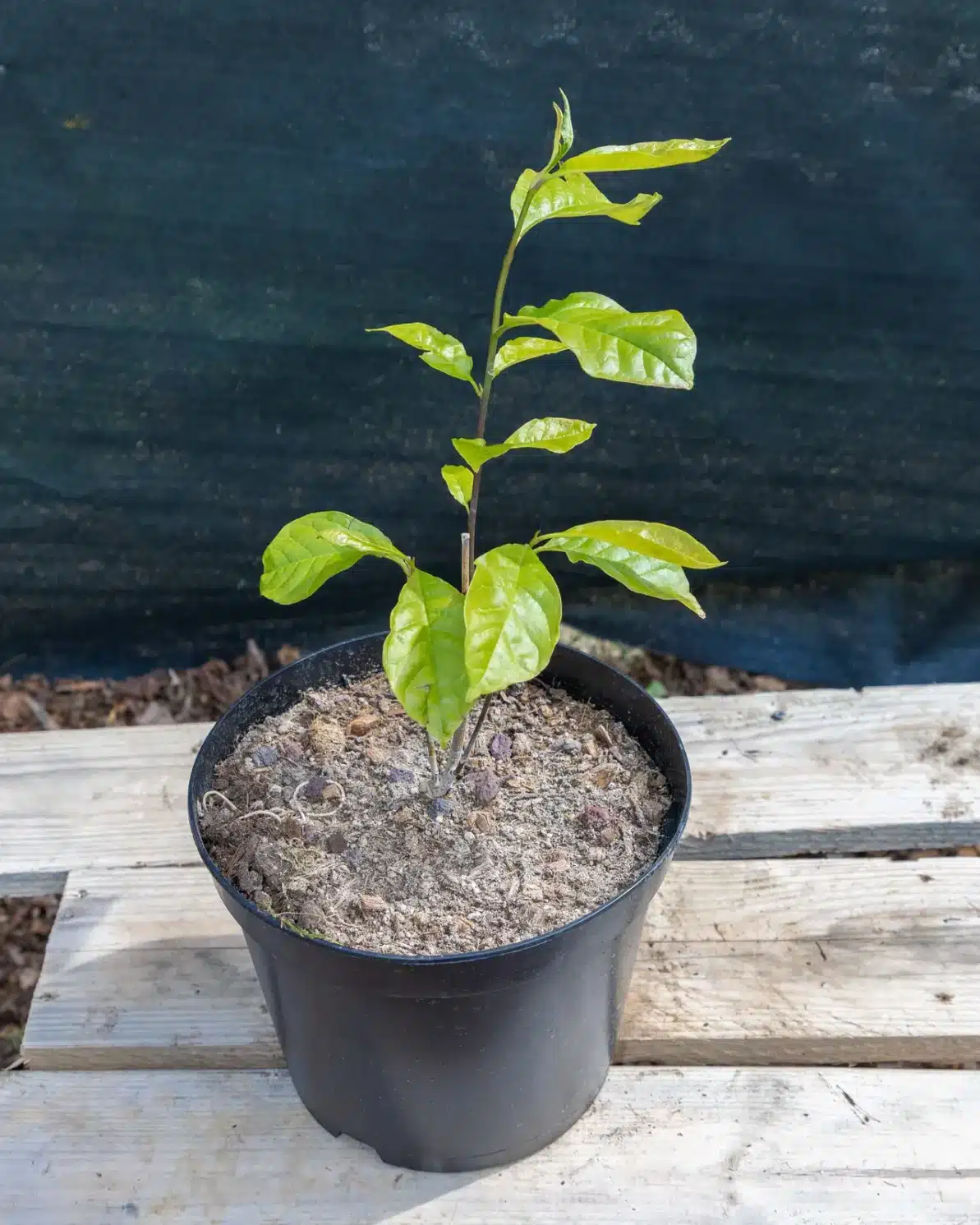 Magnolia liliflora 'Nigra' en pot 5L, Magnolia élégant à floraison pourpre