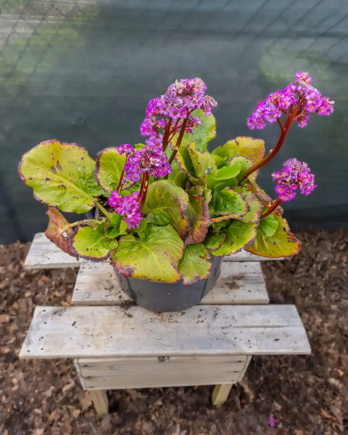 Bergénia, plante seconde vie Passi Jardin