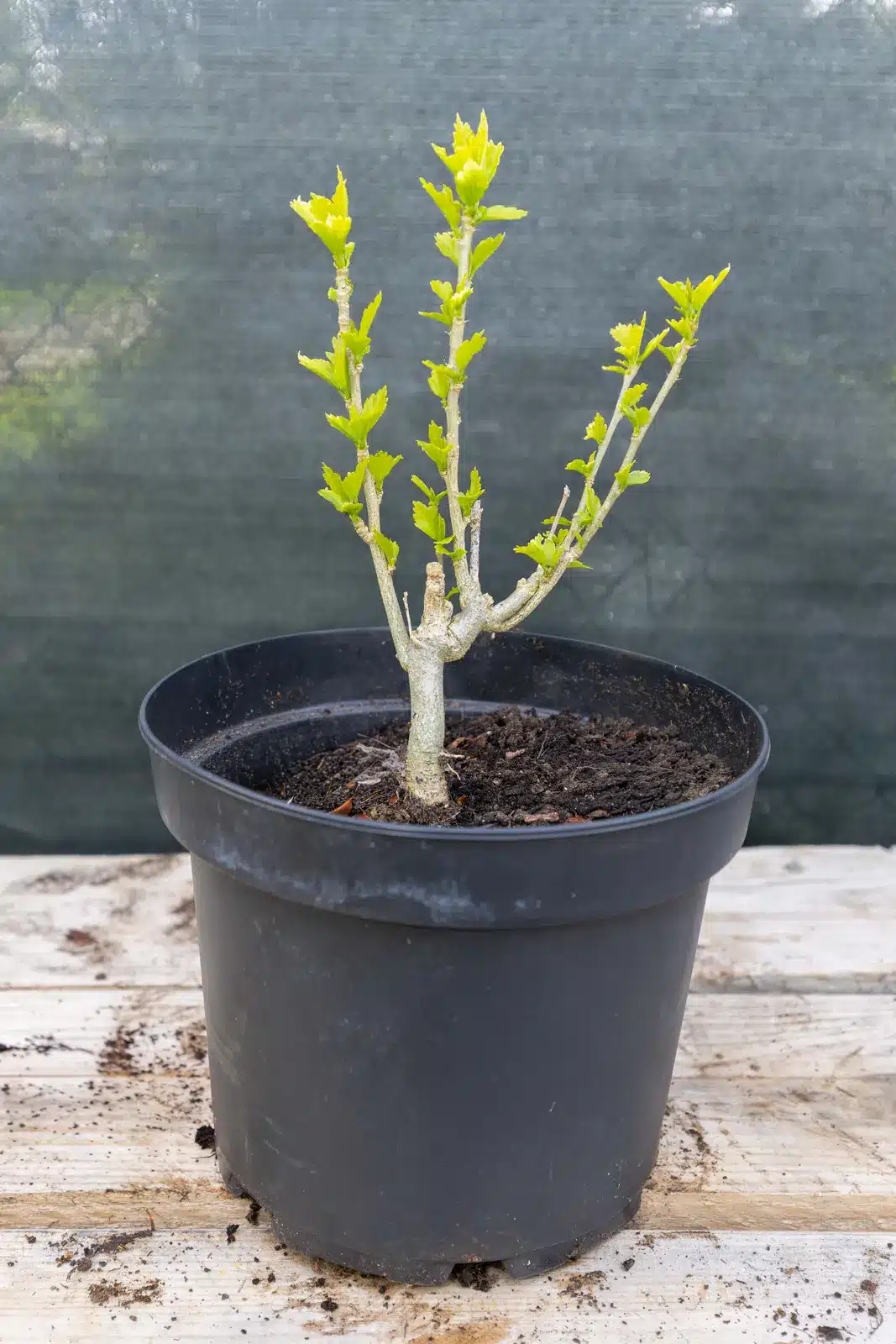 Hibiscus, plante seconde vie Passi Jardin