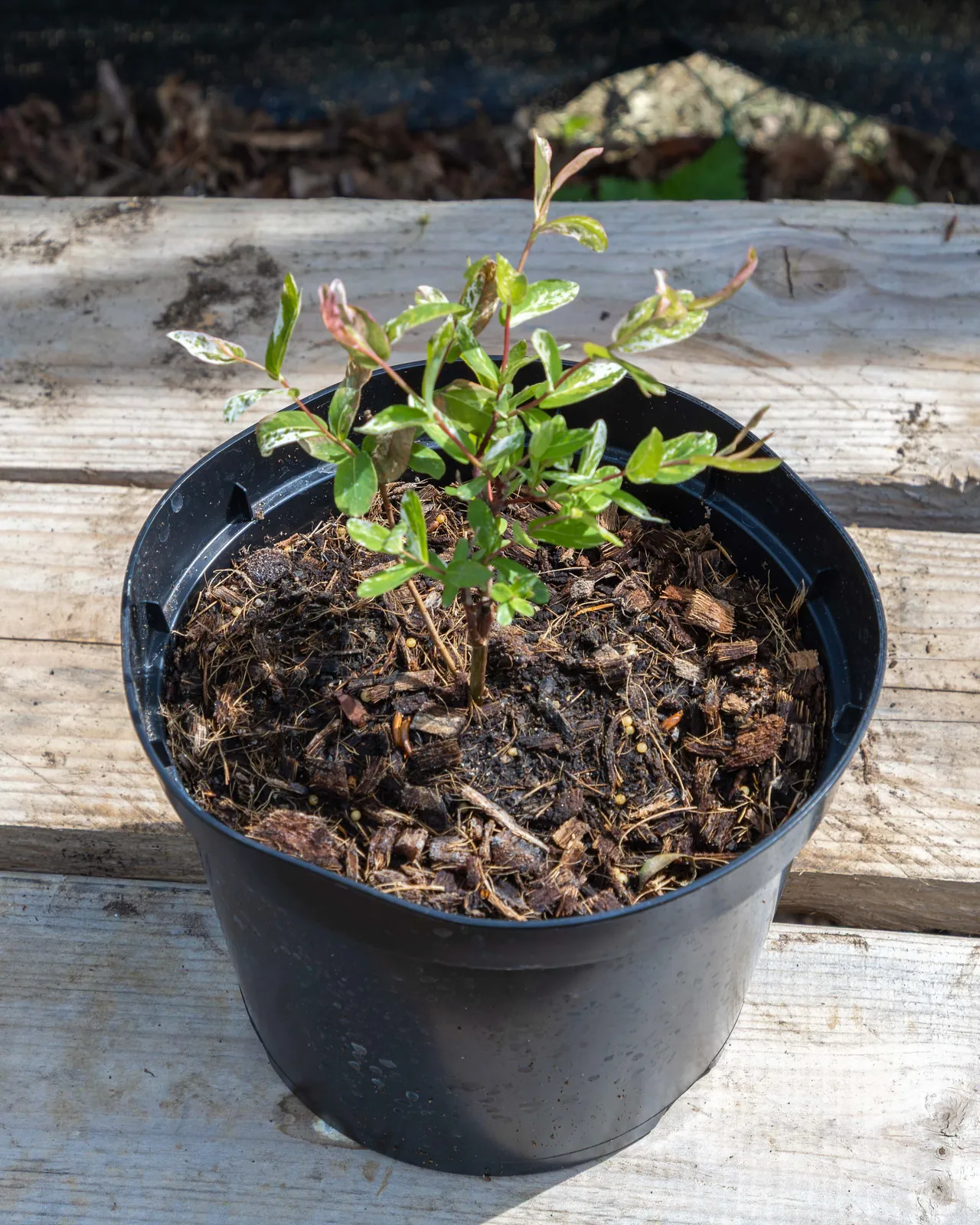 Salix integra 'Hakuro Nishiki' en pot 3L, Feuillage panaché rose et blanc