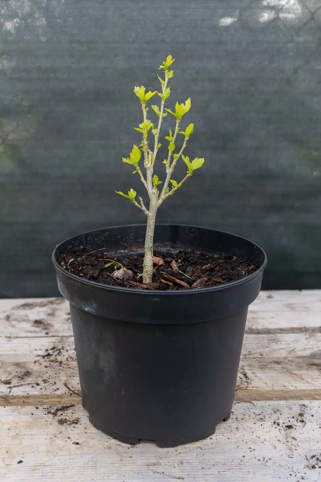 Hibiscus (2e exemplaire), plante seconde vie Passi Jardin
