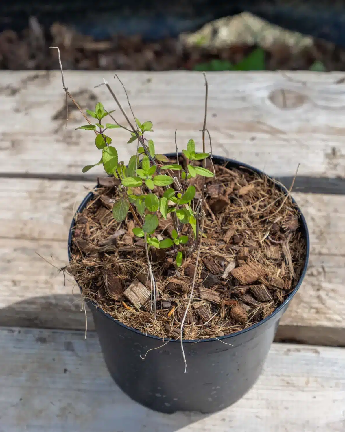 Salvia microphylla en pot 2L, Sauge arbustive florifère et résistante