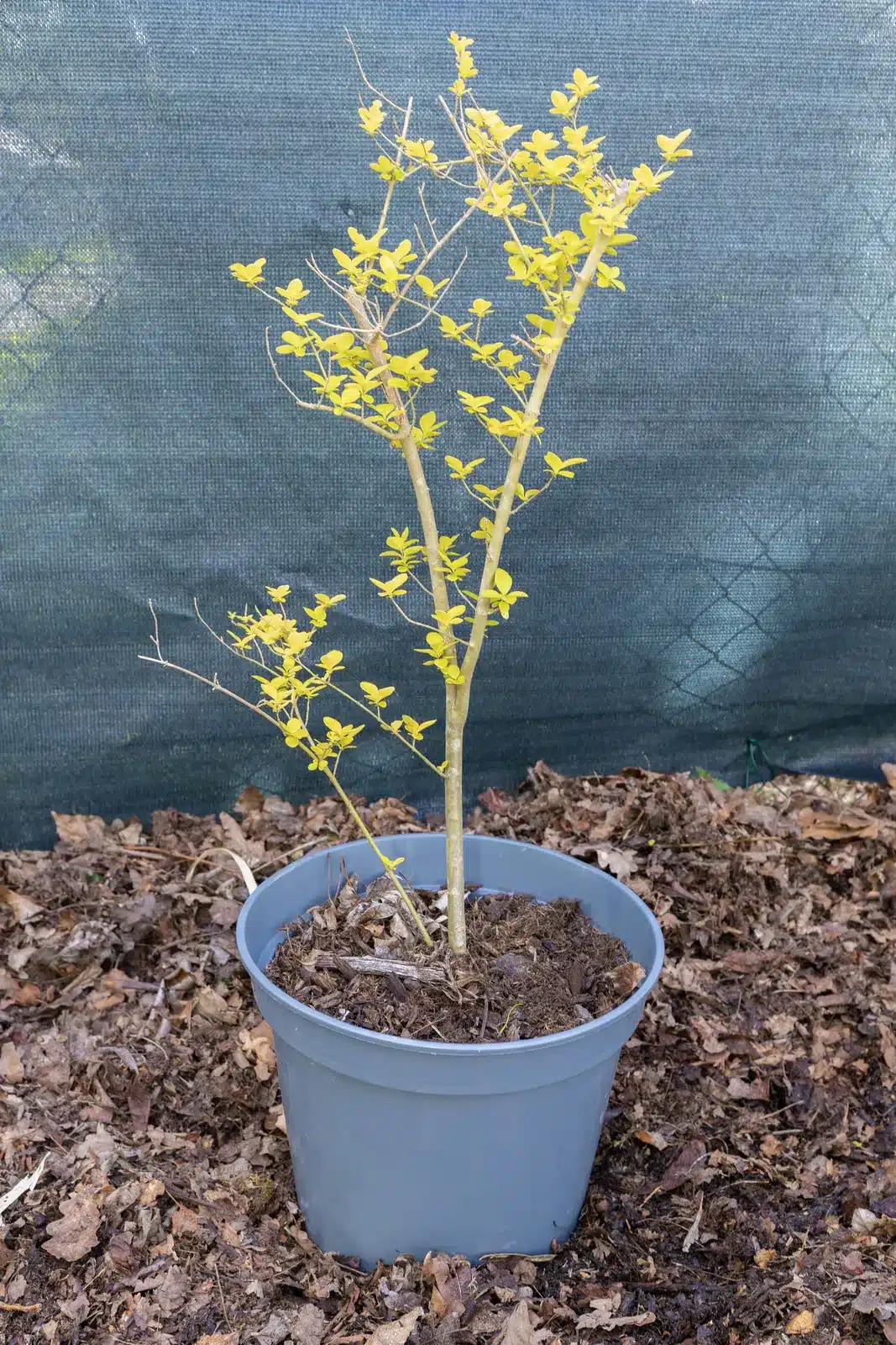 Lonicera nitida (1), plante seconde vie Passi Jardin