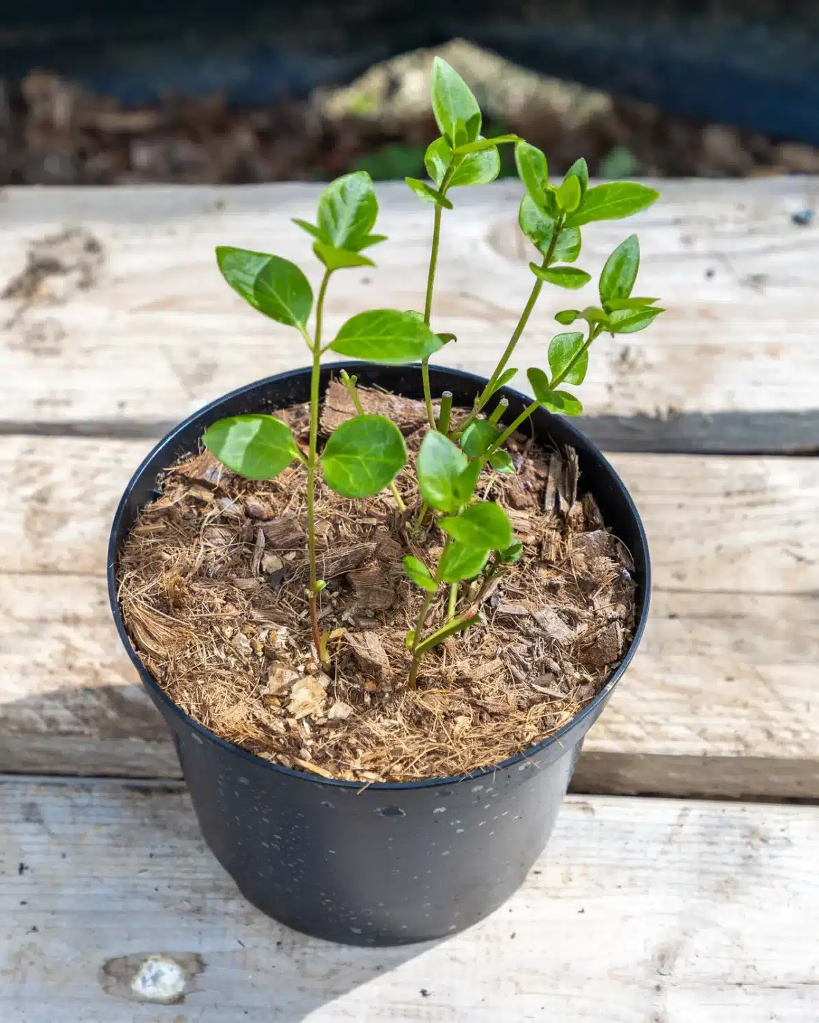 Vinca major en pot 2L, Excellent couvre-sol persistant