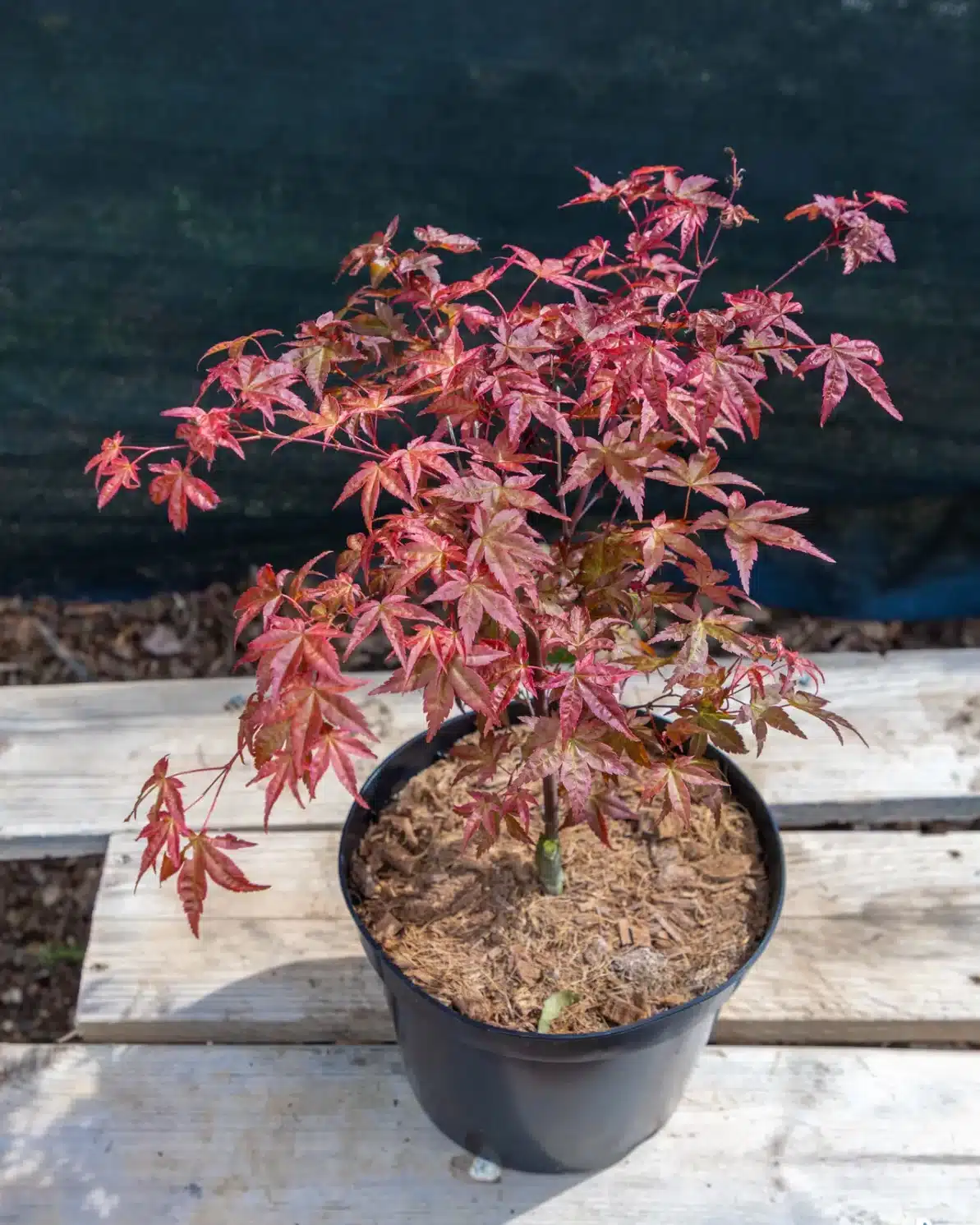 Acer palmatum 'Deshojo' en pot 7.5L, Érable japonais rouge éclatant au printemps