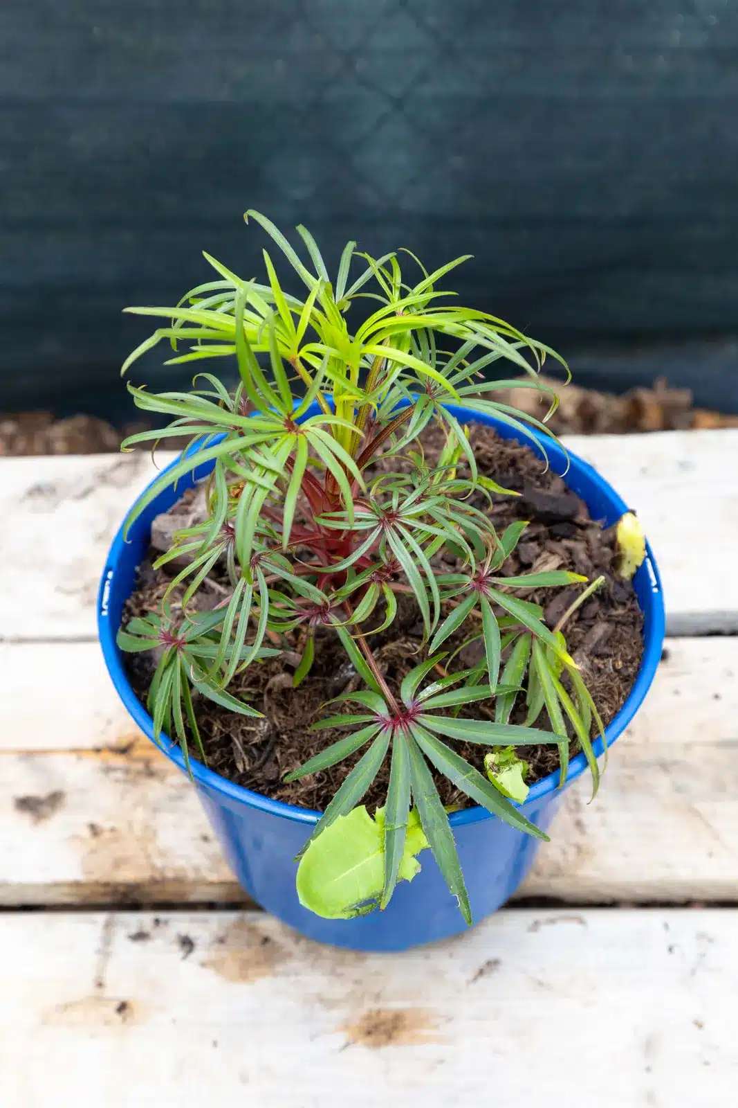 Hellebore, plante seconde vie Passi Jardin
