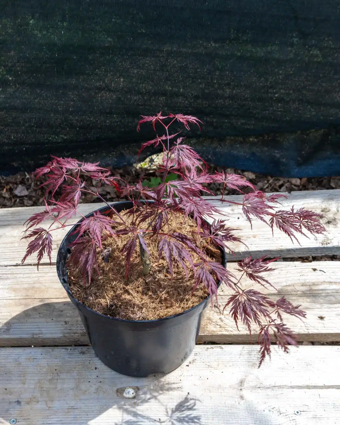 Acer palmatum 'Rubrifolium' en pot 7.5L, Feuillage très découpé et élégant