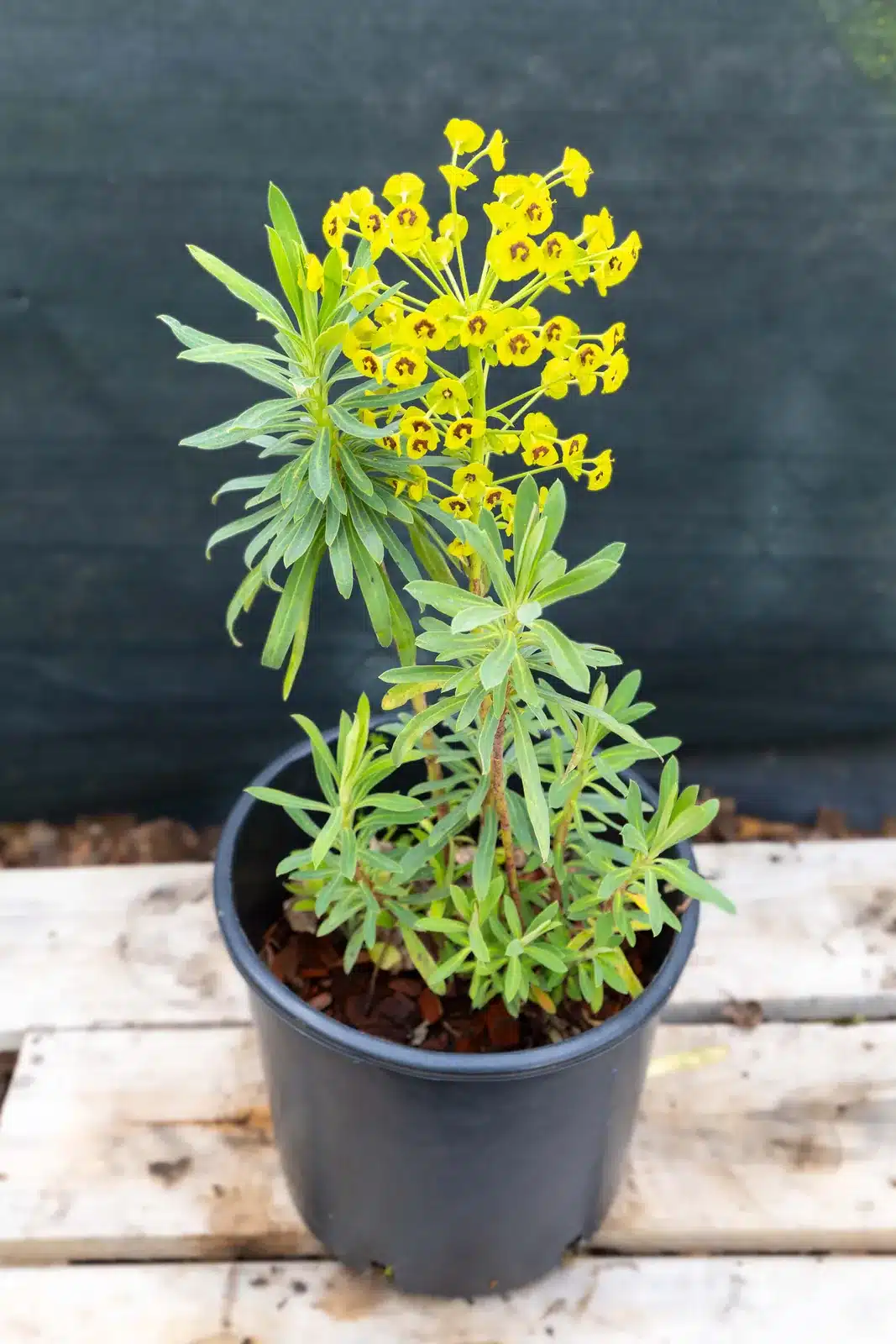 Ephorbe Cariacas (1), plante seconde vie Passi Jardin