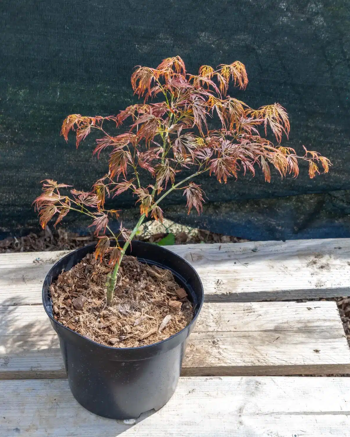 Acer palmatum 'Inaba-shidare' en pot 7.5L, Érable pleureur spectaculaire